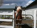 Comox Valley Therapeutic Riding Society image 3