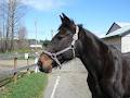 Comox Valley Therapeutic Riding Society logo