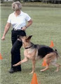 Dogwise Training & Behaviour Center logo
