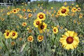 Eastern Slopes Rangeland Seeds Ltd. image 3