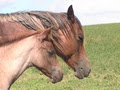 Fafard Ranch Horses image 2