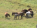 Fafard Ranch Horses image 3