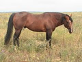 Fafard Ranch Horses image 4