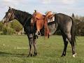 Fafard Ranch Horses image 6
