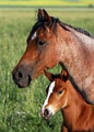 Fafard Ranch Horses logo