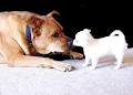 Furry Friends Doggie Daycare & Pet Sitting Service image 2