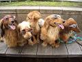 Furry Friends Doggie Daycare & Pet Sitting Service image 3