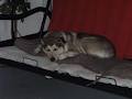 Furry Friends Doggie Daycare & Pet Sitting Service image 5