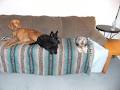 Furry Friends Doggie Daycare & Pet Sitting Service image 6