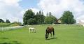 Gimcrack Equestrian Centre image 6