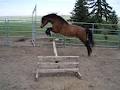 Harmonious Outcome Sport Horses / Ponies image 3