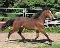 Harmonious Outcome Sport Horses / Ponies image 4