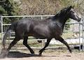 Harmonious Outcome Sport Horses / Ponies image 6