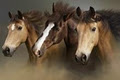 Heartland Equestrian.ca image 3