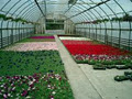 Hilltop Greenhouses Ltd image 1