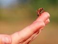 Honeybee Centre image 1