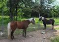 Isner Stables Trail Rides image 3