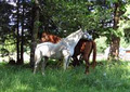 Jaquima Ranch image 5