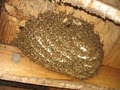 Joe Wasp Nest Removal Services image 2