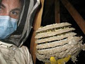 Joe Wasp Nest Removal Services image 3