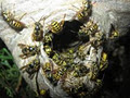 Joe Wasp Nest Removal Services image 5