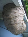 Joe Wasp Nest Removal Services image 6