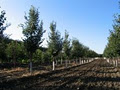 Lakeshore Tree Farms Ltd image 2