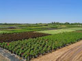 Lakeshore Tree Farms Ltd image 1