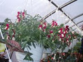 Mclean's Greenhouse image 4