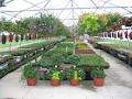 Meadowbrook Greenhouses image 4