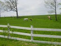 Meadowland Horse Farm image 2