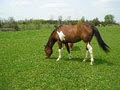Meadowland Horse Farm image 3