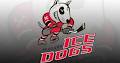 Niagara Icedogs logo