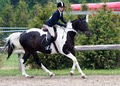 OWLSTONE EQUESTRIAN CENTER logo