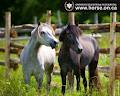 Ontario Equestrian Federation image 3