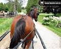 Ontario Equestrian Federation image 5