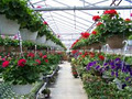 Otter Greenhouses image 3