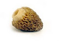 Pacific Rim Mushrooms image 1