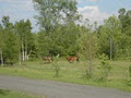 Peckerwood Farms image 3