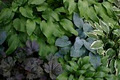 Perennials Plus image 6