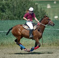 Polocrosse Gear image 4