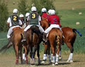 Polocrosse Gear image 6