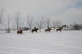 Poney-Club de Saint-Eustache image 3