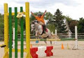 Poney-Club de Saint-Eustache image 1