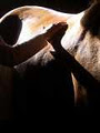 Silver Lining Equine Massage Therapy image 1