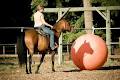 Silver Star Stables & Equestrian Centre image 4