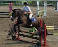 Springfield Stables Riding Academy logo