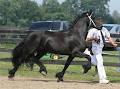 Stonecreek Friesians image 5