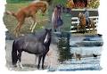 Stoneridge Peruvian Paso Horses image 2