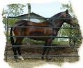 Stoneridge Peruvian Paso Horses image 4